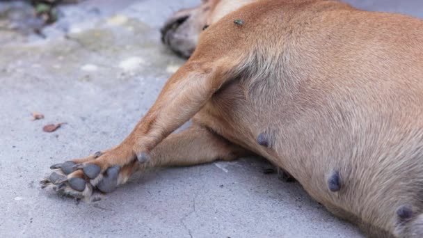 Lille Død Hund Lig Lagt Den Side Med Fluer Rundt – Stock-video