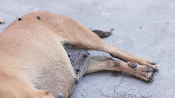 Kleine Tote Hundeleiche Auf Der Seite Liegend Mit Fliegen Abendlicht — Stockvideo