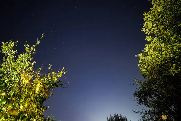 Yıldızlı gece gökyüzü yeşil ağaçlarla kaplı, geniş açı enlem yönünde..