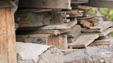 Kullanılmış kereste yığınında saklanan iki utangaç beyaz kedi yavrusu.