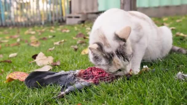緑の芝生で鳩を食べる国内猫 スローモーションクローズアップ — ストック動画