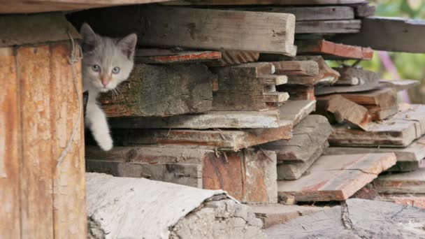 古い使用された木製の薪の積み重ねに隠れている恥ずかしい白い子猫 — ストック動画