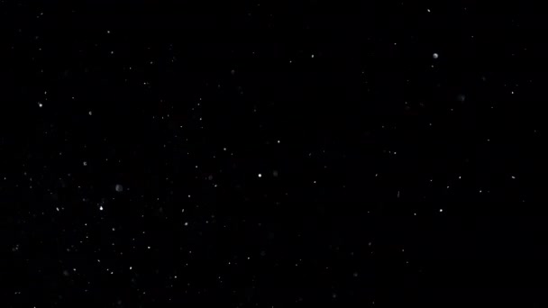Particule Praf Domestice Care Zboară Aer Fundalul Negru Imagini Neîmpodobite — Videoclip de stoc