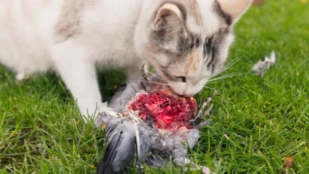 家猫在绿色草坪上吃鸽子 动作缓慢 特写特写 — 图库视频影像