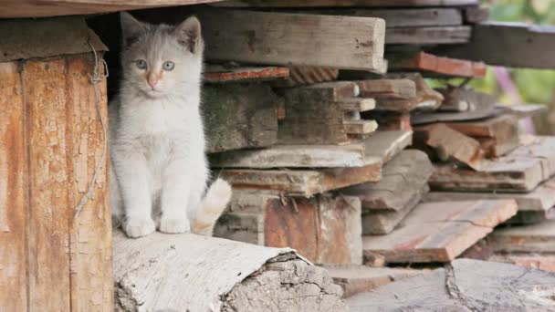 古い使用された木製の薪スタックに隠れている2つの恥ずかしい白い子猫 — ストック動画