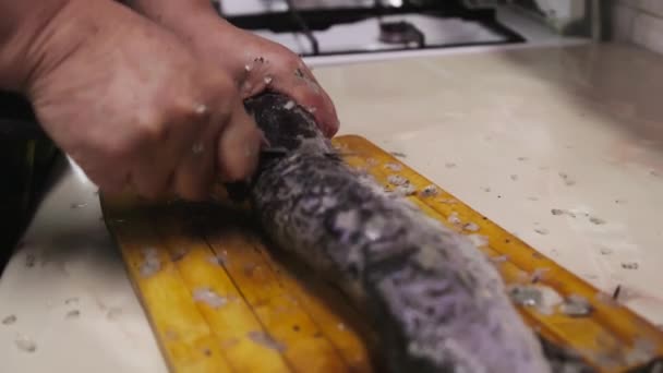 Женщина Снимает Весы Люсовой Рыбы Помощью Маленького Ножа Деревянной Доске — стоковое видео