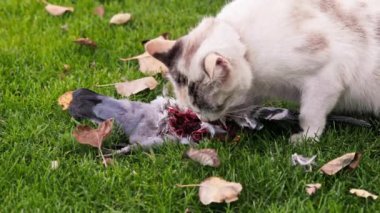 Evcil kedi yeşil çimenlikte güvercin yiyor, yavaş çekim yakın çekim..