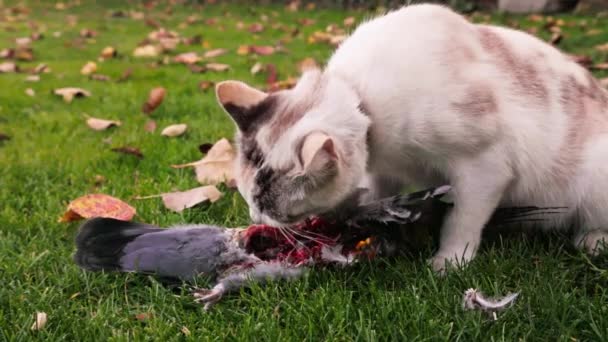 Kot Domowy Jedzący Gołębia Zielonym Trawniku Spowolnione Zbliżenie — Wideo stockowe