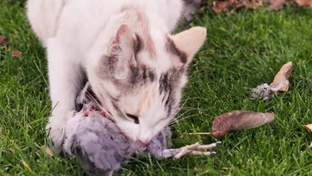 Gato Doméstico Comer Pombo Gramado Verde Câmera Lenta Close — Vídeo de Stock