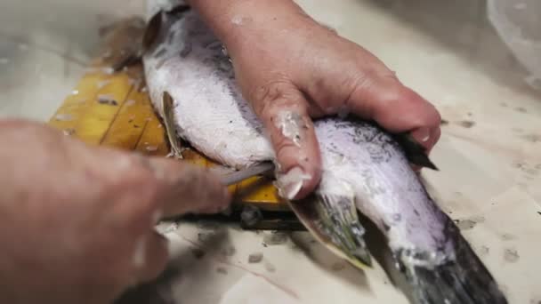 Mujer Eliminación Escama Pescado Luce Con Cuchillo Pequeño Tablero Madera — Vídeos de Stock