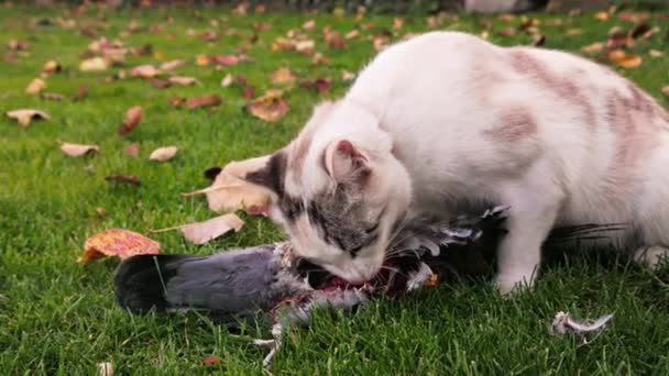 Οικιακή Γάτα Τρώει Ένα Περιστέρι Στο Πράσινο Γκαζόν Αργή Κίνηση — Αρχείο Βίντεο