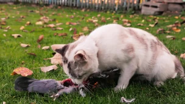 緑の芝生で鳩を食べる国内猫 スローモーションクローズアップ — ストック動画