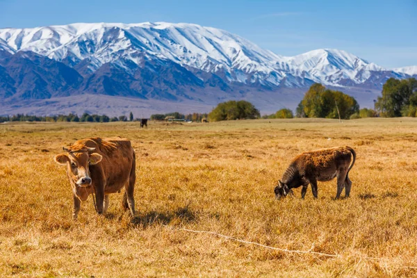 stock image yellow milk cow with bull calf are grazing in front of of mountains sunny autumn afternoon.