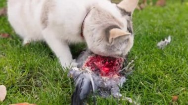 Evcil kedi yeşil çimenlikte güvercin yiyor, yavaş çekim yakın çekim..