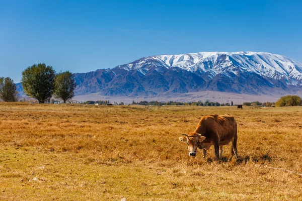 stock image yellow milk cow grazing in front of mountains sunny autumn afternoon.