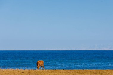 Bir sarı süt ineği güneşli bir sonbahar öğleden sonrasında dağ gölünün kıyısında otluyor.