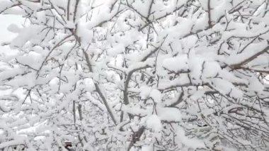 Karlı kış gününde karla kaplı elma ağacı dalları.
