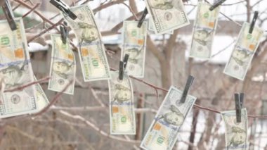 Ağaca asılı yüz dolarlık banknotlar Mandallarla ve rüzgarda sallanan.