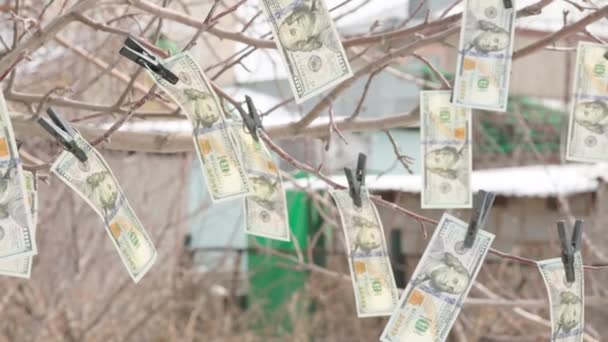 Κατοστάρικα Χαρτονομίσματα Κρέμονται Στο Δέντρο Μανταλάκια Και Υφαίνονται Στον Άνεμο — Αρχείο Βίντεο