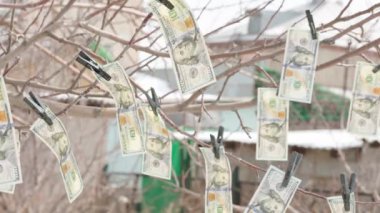 Ağaca asılı yüz dolarlık banknotlar Mandallarla ve rüzgarda sallanan.