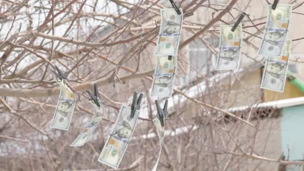 Sto Amerykańskich Banknotów Wiszących Drzewie Spinkami Ubrań Tkających Wietrze — Wideo stockowe