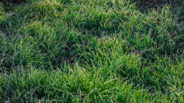 Doğrudan güneş ışığı altında küçük buza sahip sabah yeşil çimenleri - tam çerçeve arka plan