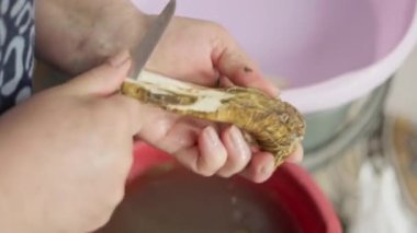 Büyükannem mutfak bıçağıyla yaban turpunu soyuyordu, yavaş çekimde yakın çekim.
