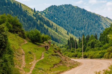 Dağ zeminli çimenli bir yamaçta iki inek toprak yolda yürüyor..