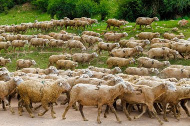 5 haneli büyük koyun sürüsü dağlardaki tozlu toprak yolda yaz günü bir çayıra doğru hareket ediyor.