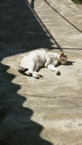 夏日阳光明媚 家养的白猫在水泥地板上打滚 — 图库视频影像