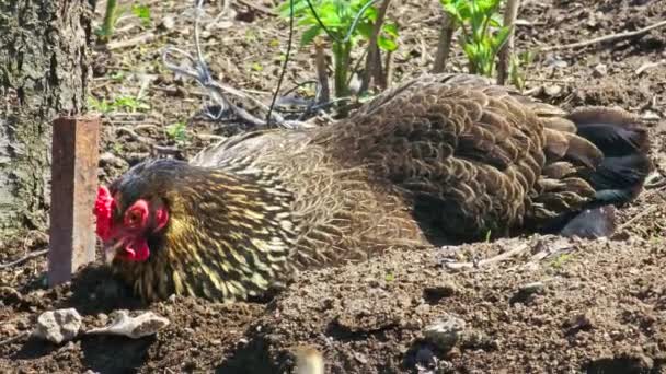 Dewasa Bintik Bintik Ayam Range Mandi Tanah Pada Musim Semi — Stok Video
