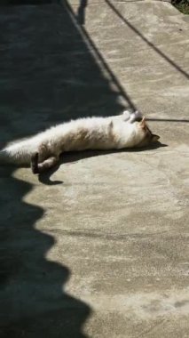 Beyaz evcil kedi güneşli yaz gününde beton zeminde sırt üstü yuvarlanıyor.
