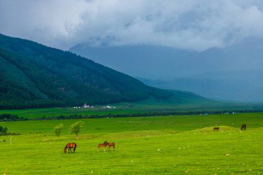 Atlar yeşil görkemli dağlarla çevrili çimenli bir arazide huzur içinde otlar. Resmedilmeye değer doğal bir manzara yaratırlar..