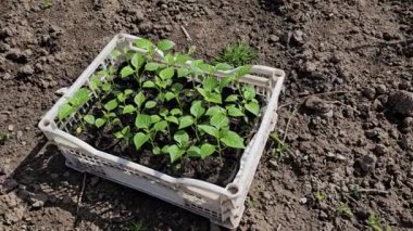 Güneşli bir günde toprak zemin üzerinde beyaz plastik sandıkta kırmızı kırmızı kırmızı biber filizleri.