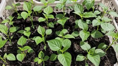 Güneşli bir günde plastik bir sandıkta kırmızı kırmızı kırmızı biber filizleri.