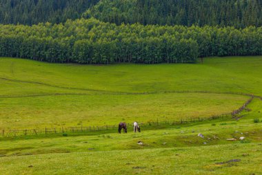 Çimenli bir çayırda otlayan iki at ve arka planda çit ve orman var..