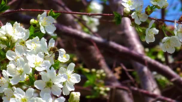 Arıyla Çiçek Açan Kiraz Ağacı Güneşli Bahar Gününde Bal Için — Stok video