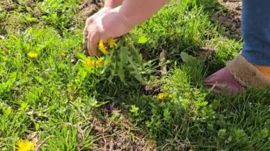 Kadın elleri, güneşli bir bahar gününde bahçedeki sarı karahindibaları yavaş çekimle kaldırıyor.