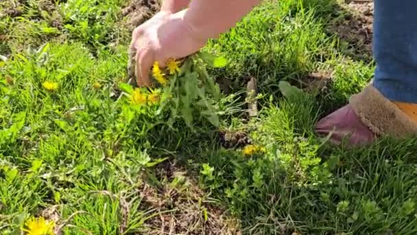 Frauenhände Entfernen Sonnigen Frühlingstagen Gelben Löwenzahn Vom Rasen Garten Nahaufnahme — Stockvideo