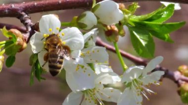 Arıyla çiçek açan kiraz ağacı güneşli bahar gününde bal için polen ve nektar topluyor..