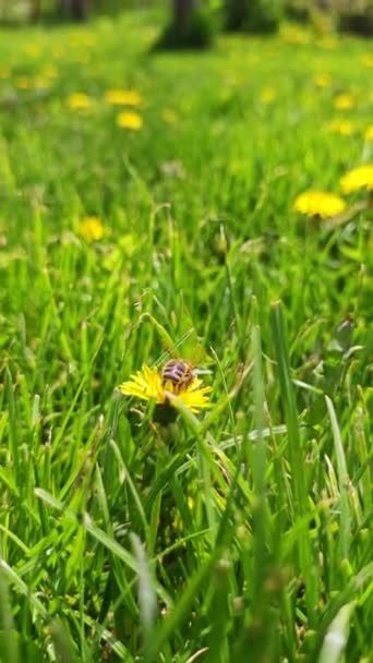 Медова Бджола Запилює Жовту Кульбабу Зеленому Газоні Крупним Планом — стокове відео