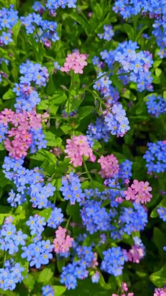 青とピンクの庭は 緑の葉の間にミオスティカスコシオシドの花を忘れていません フルフレームのバックグラウンドと高角ビューのテクスチャを作成する花の配列 — ストック動画