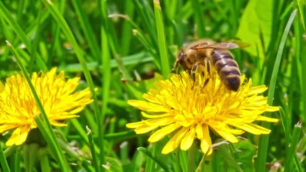 Honigbiene Bestäubt Gelbe Löwenzahnblüte Auf Grünem Rasenfeld Nahaufnahme — Stockvideo