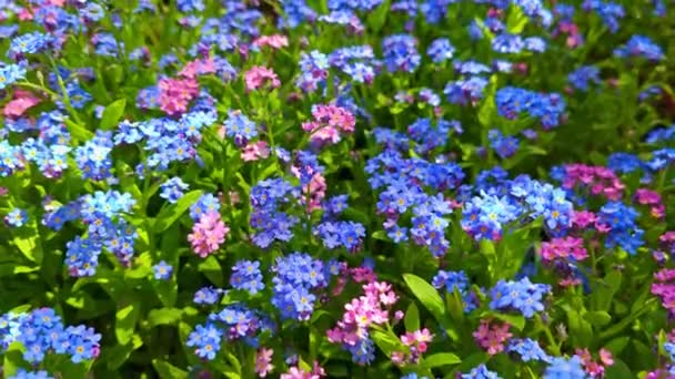 青とピンクの庭は 緑の葉の間にミオスティカスコシオシドの花を忘れていません フルフレームのバックグラウンドと高角ビューのテクスチャを作成する花の配列 — ストック動画