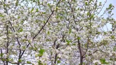 Güneşli bahar gününde çiçek açan kiraz ağacı, geniş açılı yakın plan.