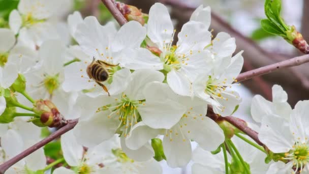 Квітуча Вишня Бджолою Збирає Пилок Нектар Меду Сонячний Весняний День — стокове відео
