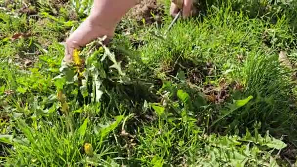 Kobieta Ręce Usuwanie Żółte Mniszki Trawnika Ogrodzie Słoneczny Wiosenny Dzień — Wideo stockowe