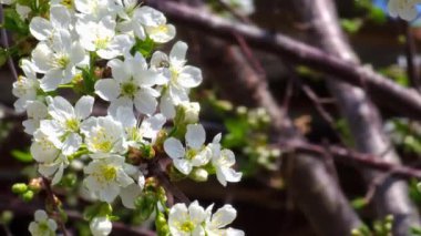 Arıyla çiçek açan kiraz ağacı güneşli bahar gününde bal için polen ve nektar topluyor..