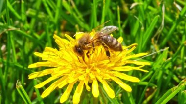 Bal arısı, yeşil çimen tarlasında tozlanan sarı karahindiba çiçeği, yakın plan.