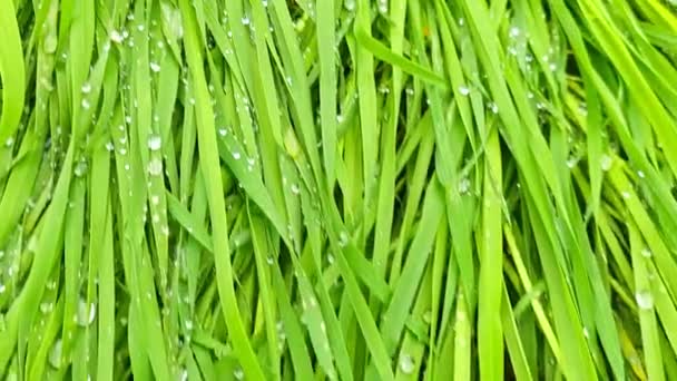 Свіжа Довга Зелена Трава Покладена Землю Покрита Краплями Води Повний — стокове відео